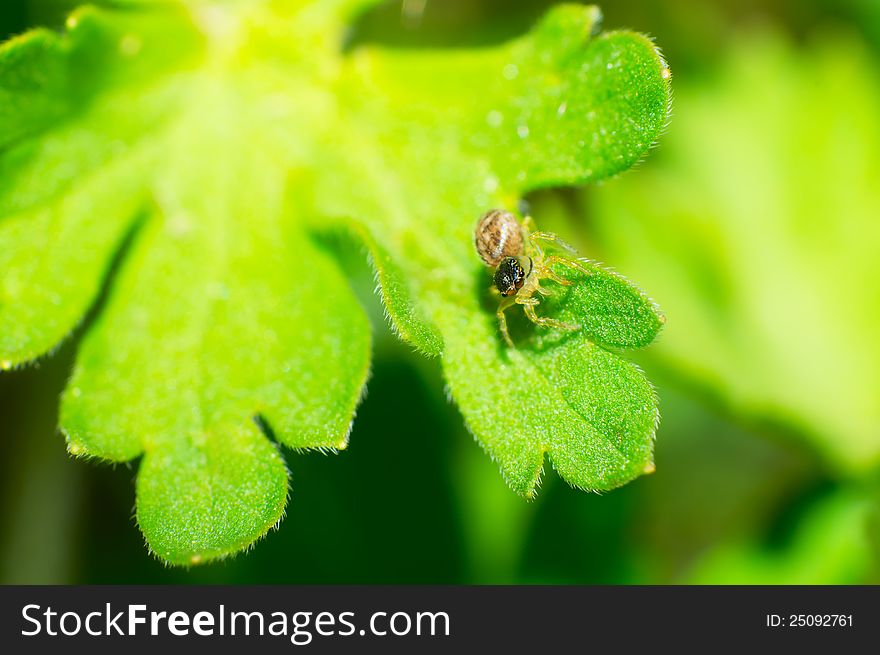 The Thomisidae stay in the green leaves. The Thomisidae stay in the green leaves.