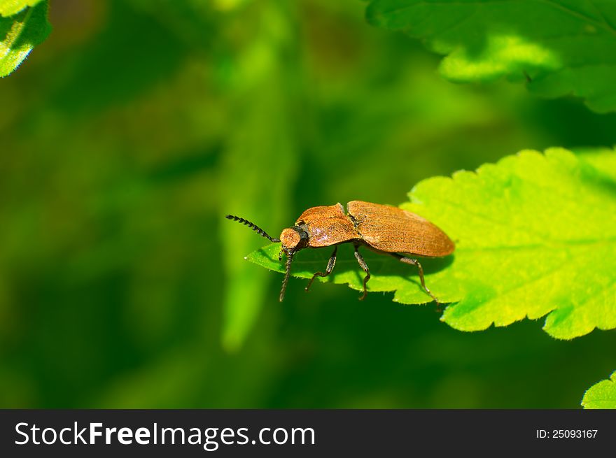 Snapping Beetle
