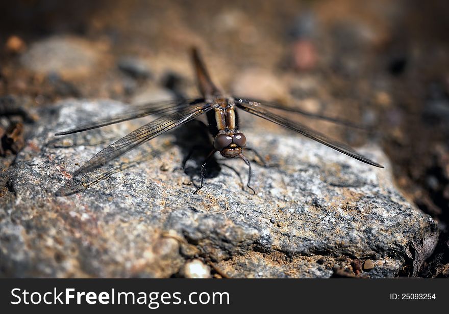 A macro photo of details of face and wing of a dragonfly. A macro photo of details of face and wing of a dragonfly.