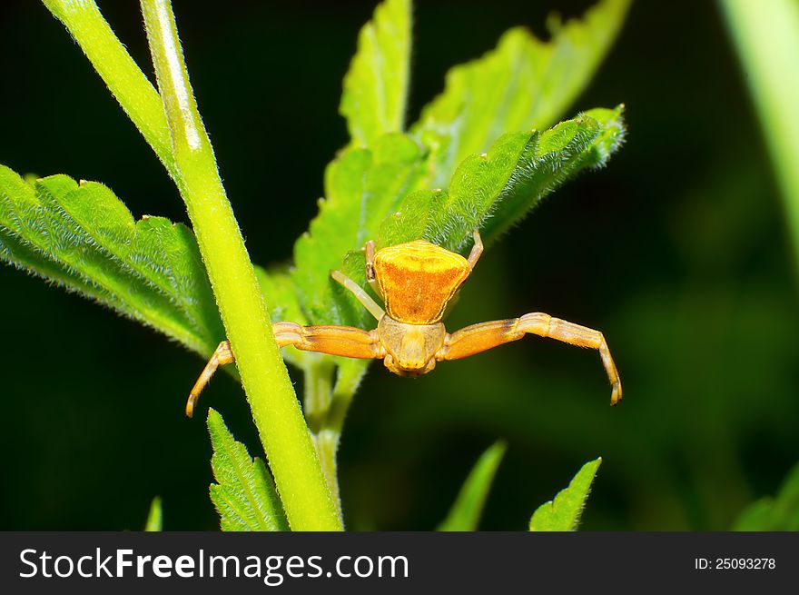 The yellow crab spider and his long forelegs. The yellow crab spider and his long forelegs.