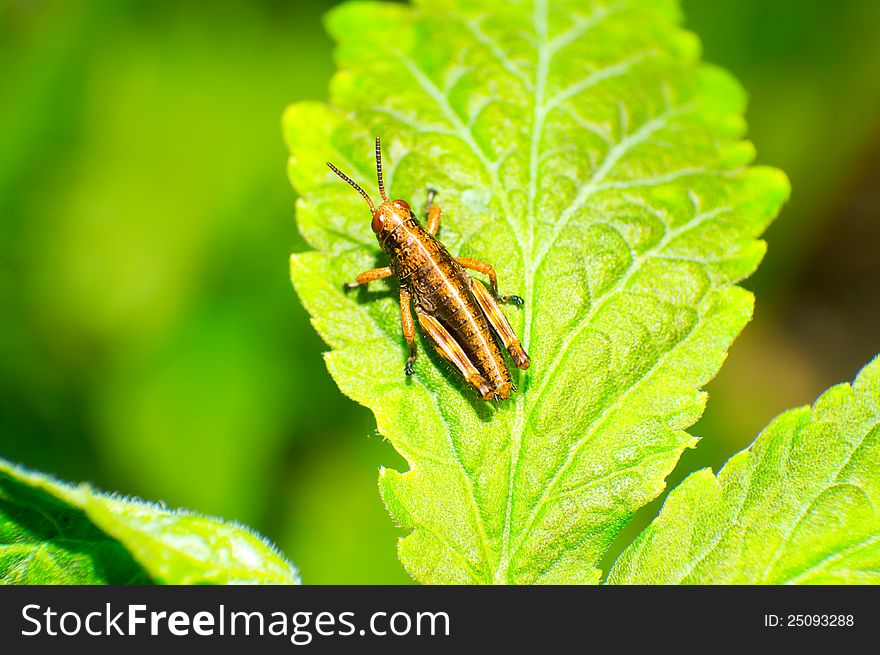 Close up of the grasshopper on leaf.