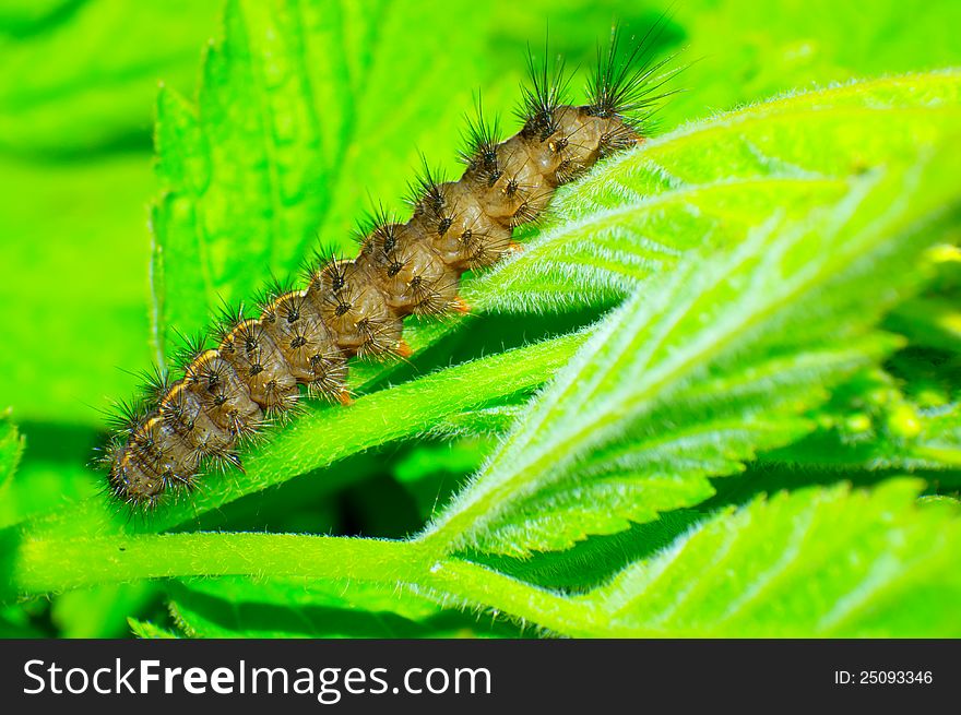 Caterpillar close-up on a green background.