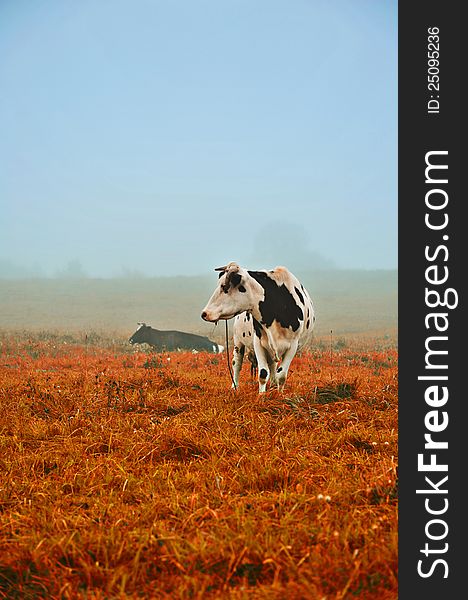 Cows in the fog, nature theme shot