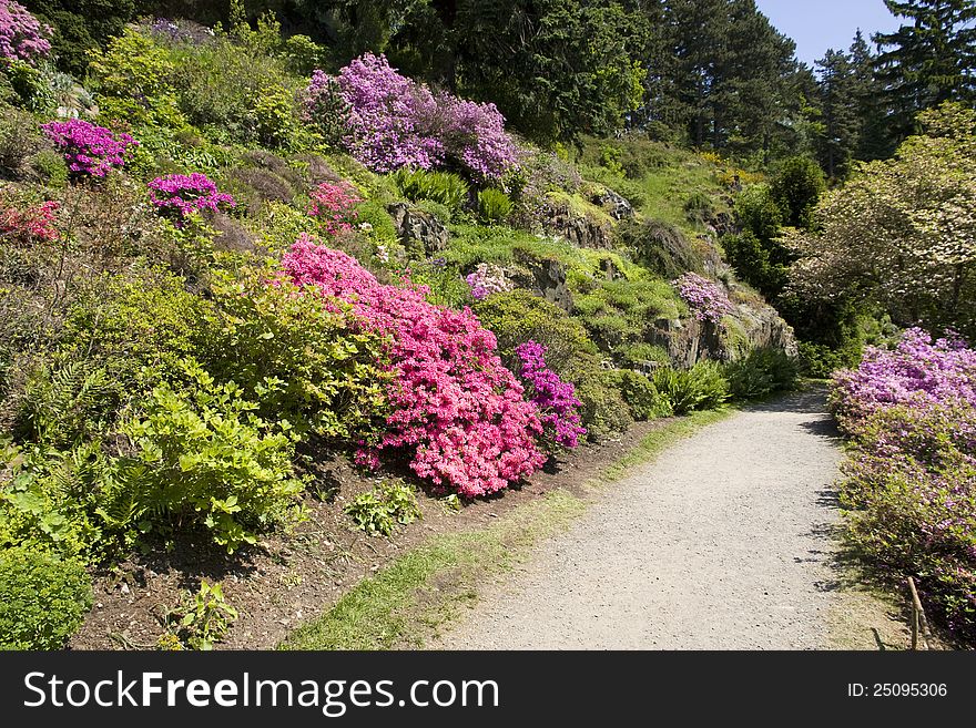 Dirt road surrounded by a garden full of colorful flowers. Dirt road surrounded by a garden full of colorful flowers