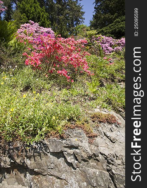 Rhododendrons of different colors in the green bushes on the rock. Rhododendrons of different colors in the green bushes on the rock