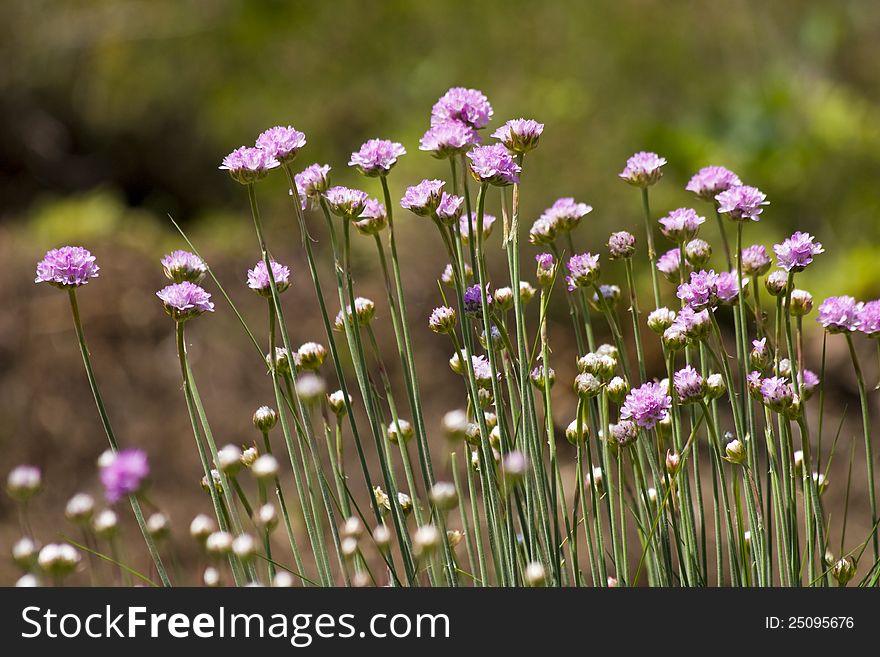 Field Scabious