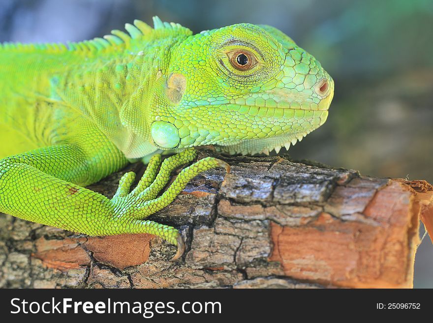 Green Iguana&x28;Iguana iguana&x29