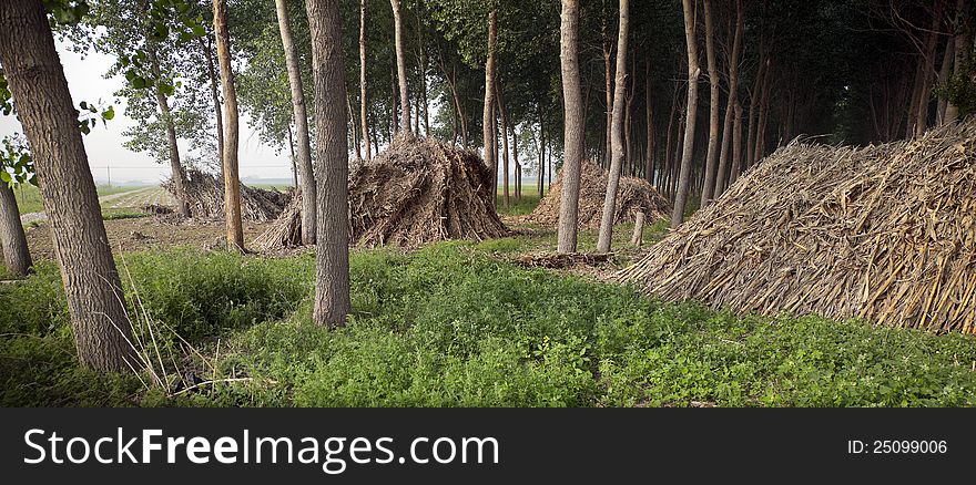 Lines of trees and piles of stalks. Lines of trees and piles of stalks.