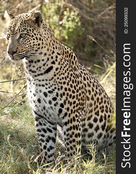 A leopard sits up after eating, staring intensely, having been alerted by sounds in the surrounding bushes. A leopard sits up after eating, staring intensely, having been alerted by sounds in the surrounding bushes