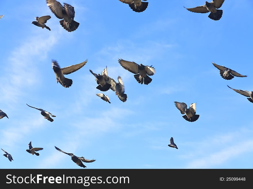 Pigeons flying under blue sky. Pigeons flying under blue sky