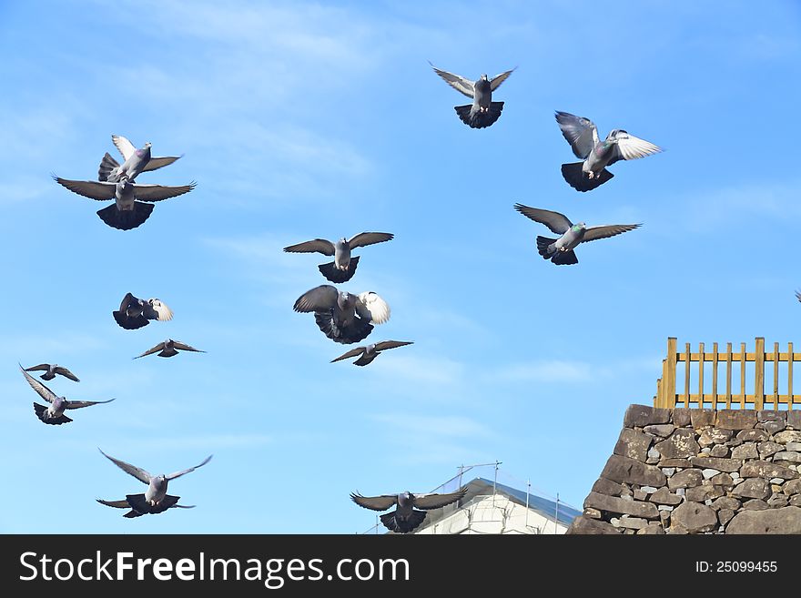 Flying pigeons under blue sky leading a carefree life. Flying pigeons under blue sky leading a carefree life.