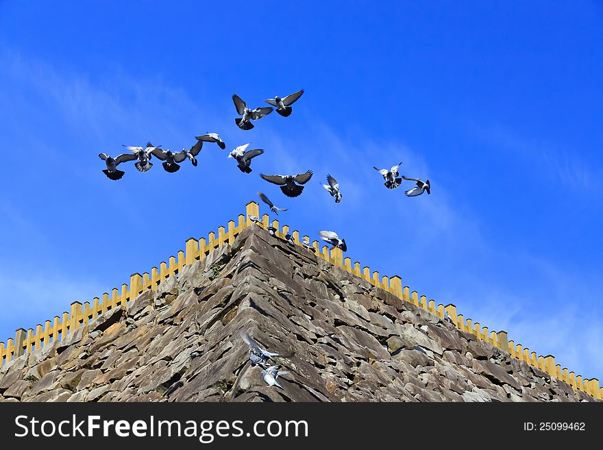 Flying pigeons under bright blue sky. Flying pigeons under bright blue sky.