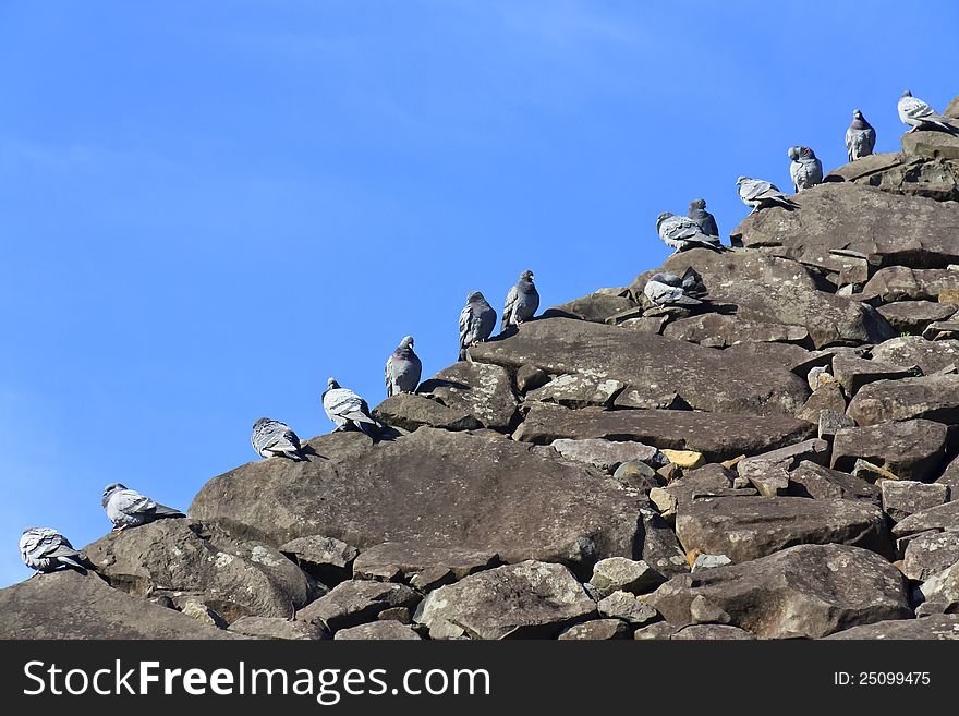 Pigeons sitting on stone wall leading a carefree life. Pigeons sitting on stone wall leading a carefree life.