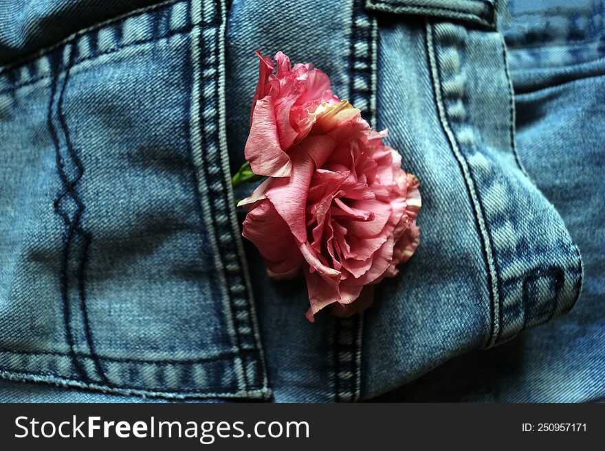 Flowers in the back pocket of the jeans. flowers on the jeans background. Can be used as a background or as greeting card. Blue jeans and rose flowers.