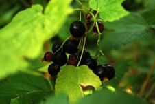 A Small Round Edible Black Berry That Grows In Loose Hanging Clusters. The Shrub That Produces Black Currants. Black Currants In T Royalty Free Stock Photo