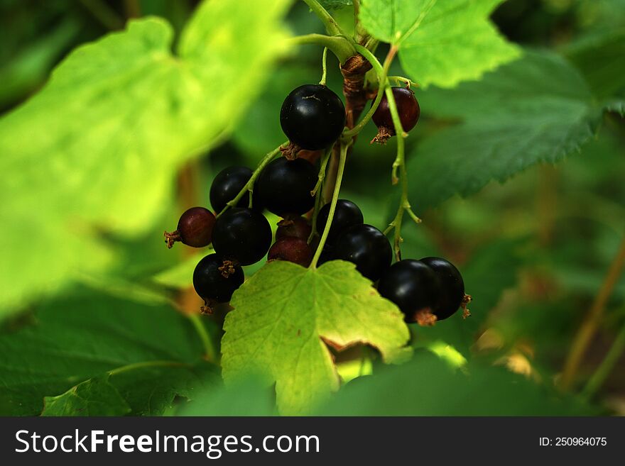 A small round edible black berry that grows in loose hanging clusters. The shrub that produces black currants. Black currants in t