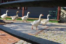 Five Geese Walking Royalty Free Stock Photo Five Geese Walking Royalty Free Stock Photo