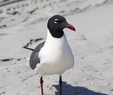 Laughing Gull Royalty Free Stock Image Laughing Gull Royalty Free Stock Image