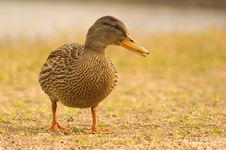 Portrait Of A Mallard Royalty Free Stock Image