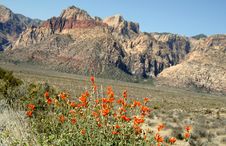 Red Rock Canyon Spring Flowers Royalty Free Stock Photography Red Rock Canyon Spring Flowers Royalty Free Stock Photography