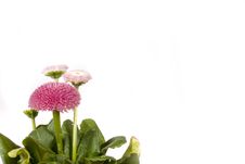 Pink Daisy Stock Photo Pink Daisy Stock Photo