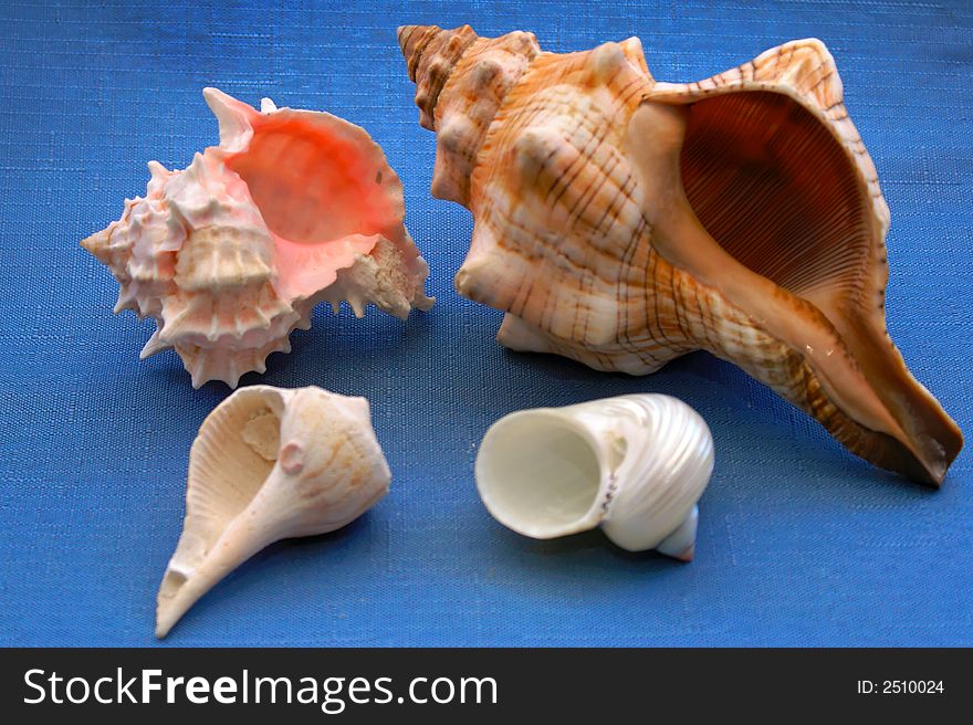 Collection of sea shells on blue background with shallow depth of field showing the underbellys. Collection of sea shells on blue background with shallow depth of field showing the underbellys