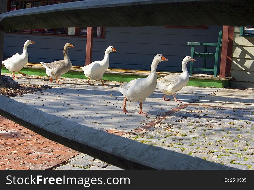 Five geese march along a walkway. Five geese march along a walkway.