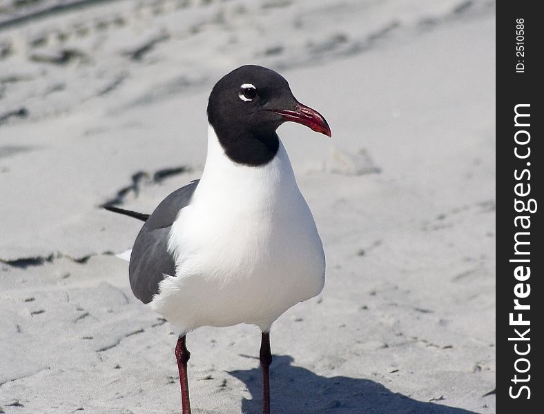 Laughing Gull