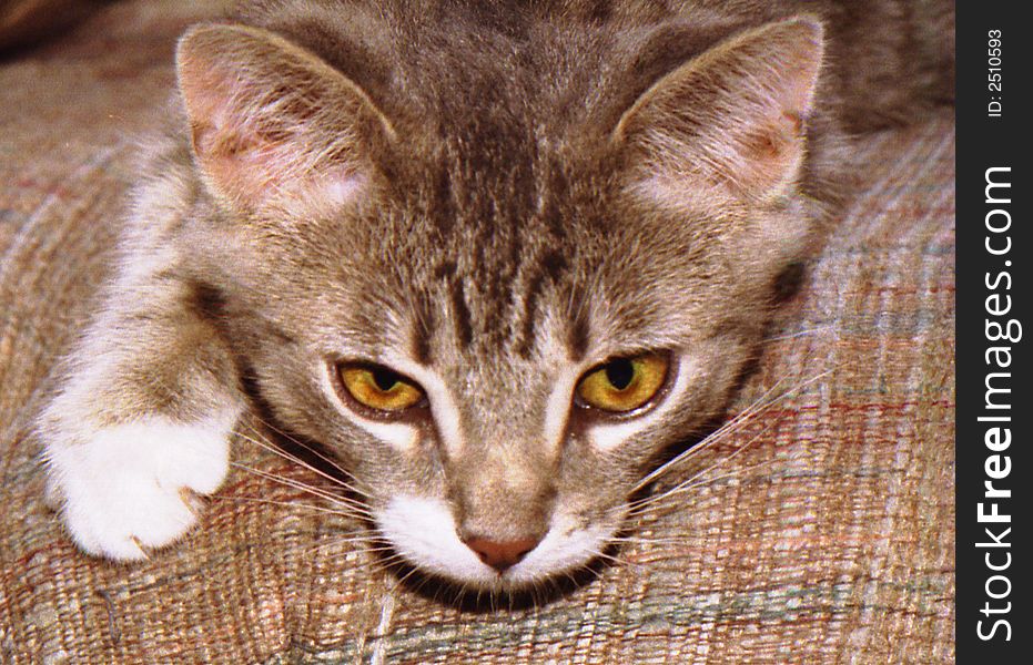 Close-up of tiger kitten, very cute with nice detail. Close-up of tiger kitten, very cute with nice detail.