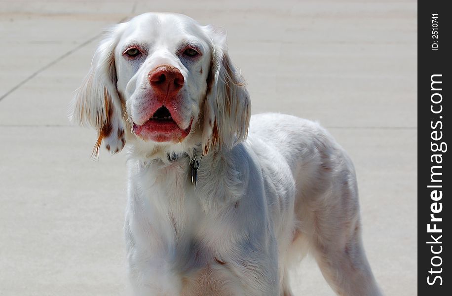 Close-up of a yearling setter, very unique mix, with great detail. Close-up of a yearling setter, very unique mix, with great detail.