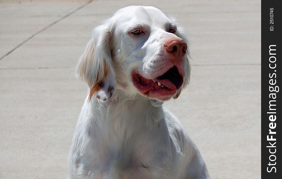 Close-up of a dog. Setter, mix, yearling with great detail and markings. Close-up of a dog. Setter, mix, yearling with great detail and markings.