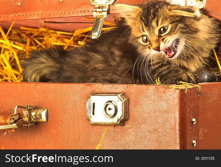 Domestic kitten leaves suitcase dissatisfied