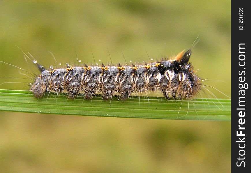 Caterpillar; monster; shaggy; larva, grub