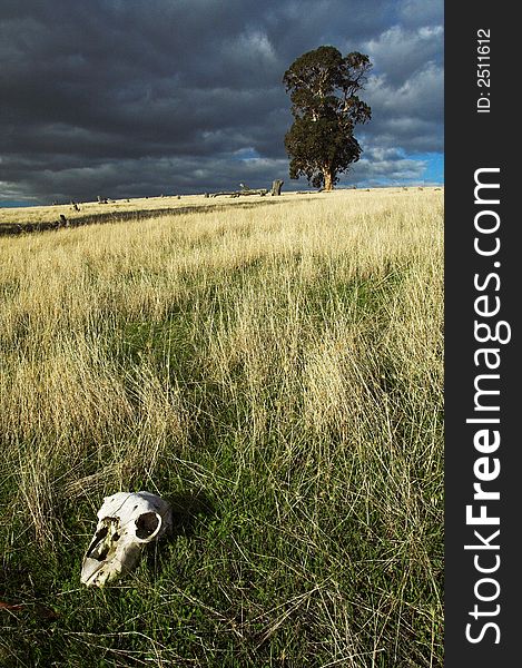 Lonely tree and animal skull