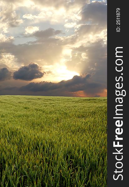 Wheat field during stormy day.