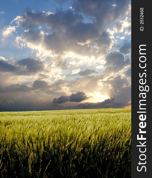 Barley field during stormy day