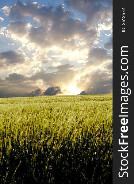 Barley field during stormy day