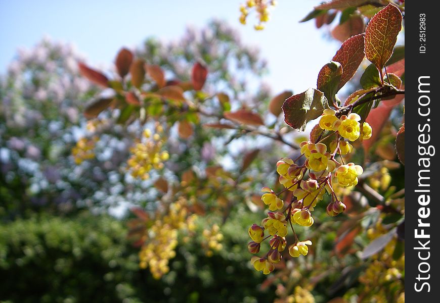 The sunny day, all around blossoms, the spring, flowers, an eye would be desirable to be hooked for something a sight. The sunny day, all around blossoms, the spring, flowers, an eye would be desirable to be hooked for something a sight