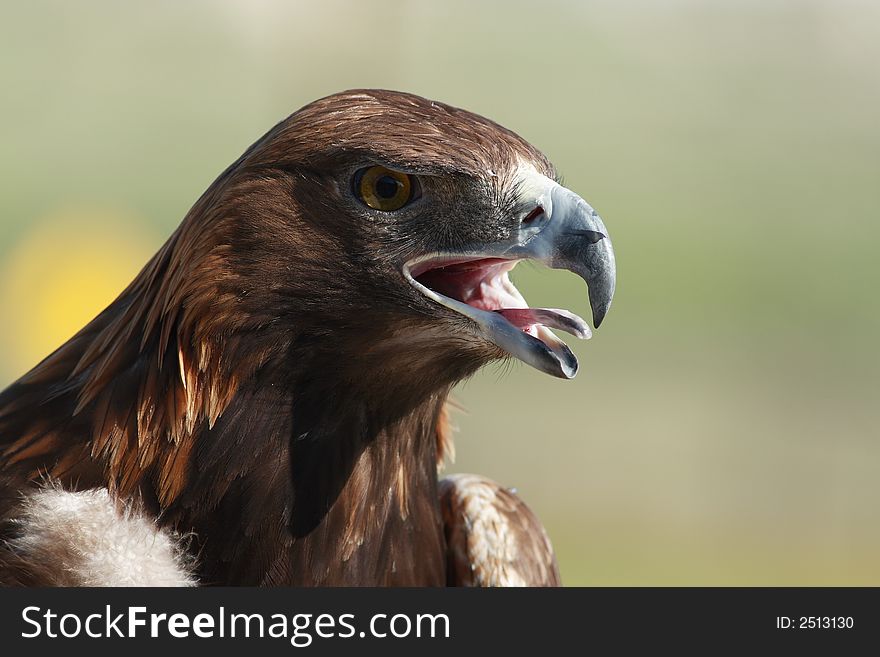 Close-up of golden eagle head wlith light green background