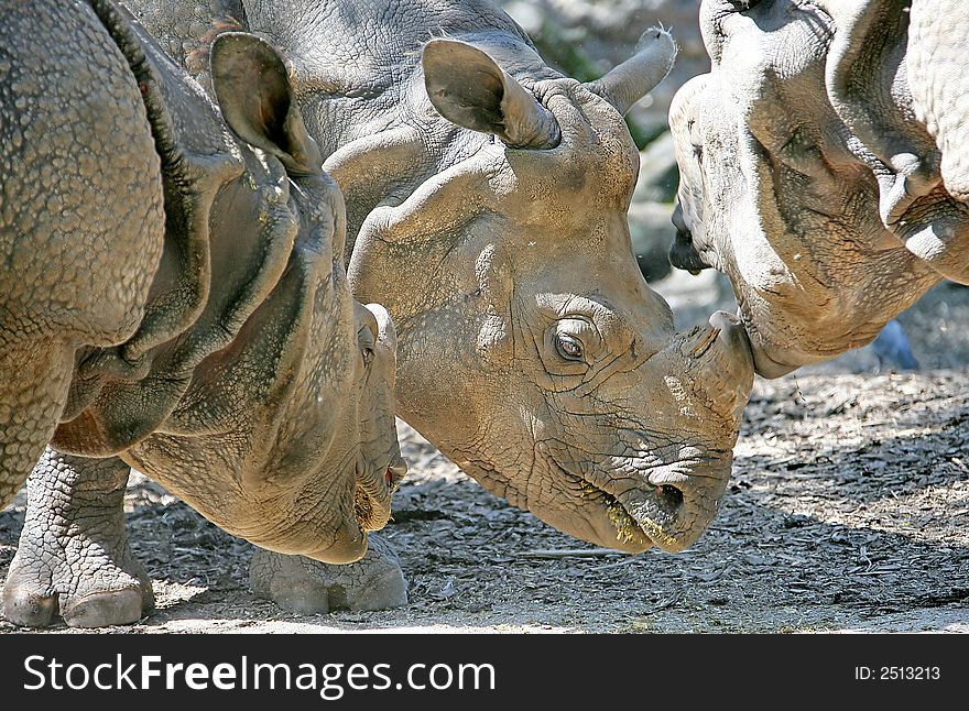 Close contact of three rhinos. Close contact of three rhinos