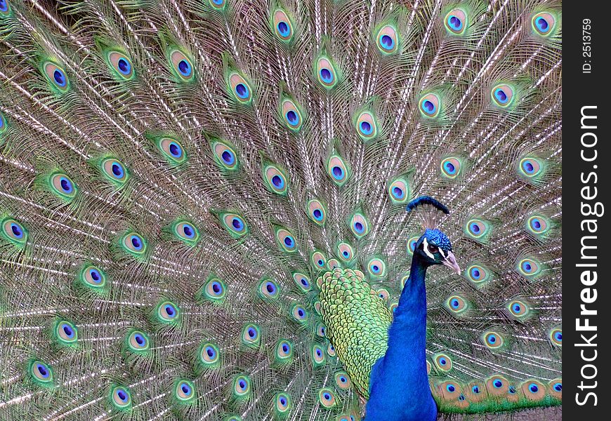 A colorful Peacock struts it's stuff. A colorful Peacock struts it's stuff.