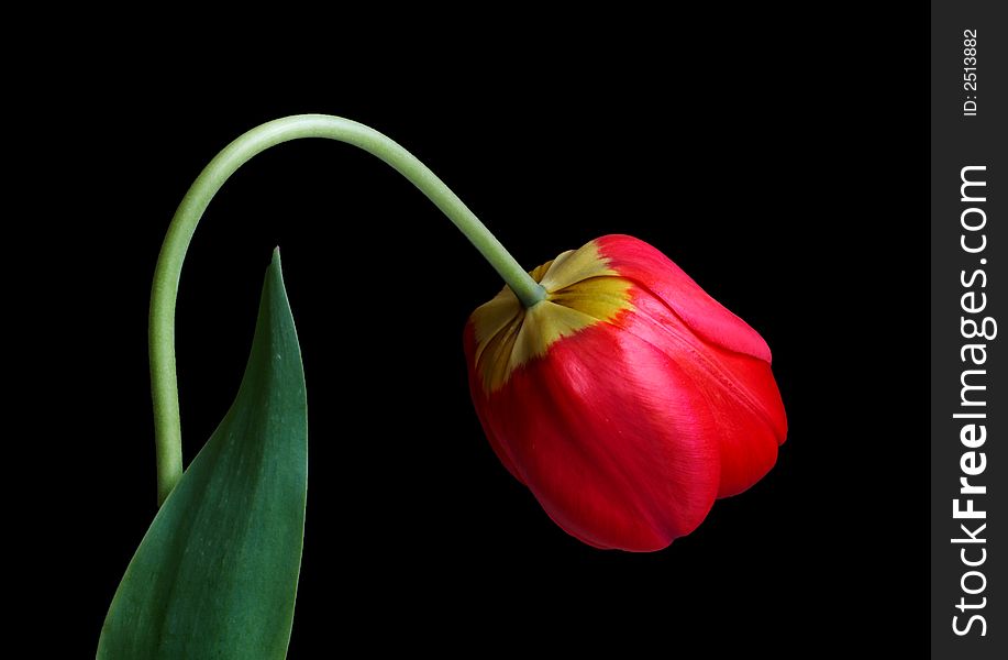 One red tulip isolated on black background