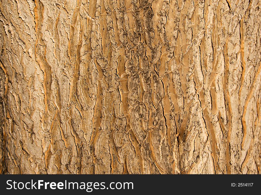 Background texture of tree bark in bright sunlight. Background texture of tree bark in bright sunlight