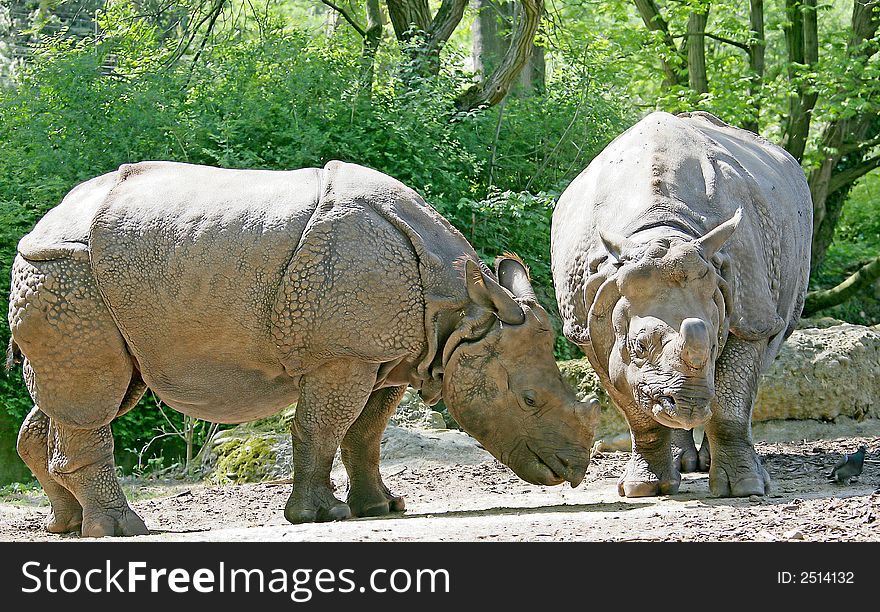 Couple of nice african rhinoceros. Couple of nice african rhinoceros