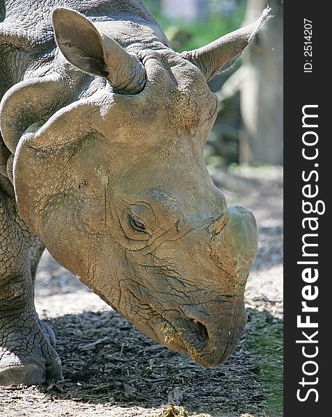 Profile portrait of african rhinoceros. Profile portrait of african rhinoceros