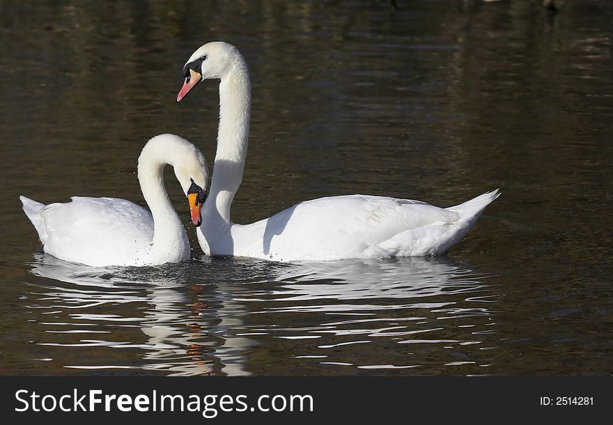 This pair of courting Mute Swans were captured at Slimbridge WWT in the UK. This pair of courting Mute Swans were captured at Slimbridge WWT in the UK.
