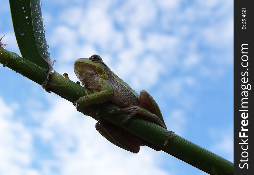 A tree frog and sky