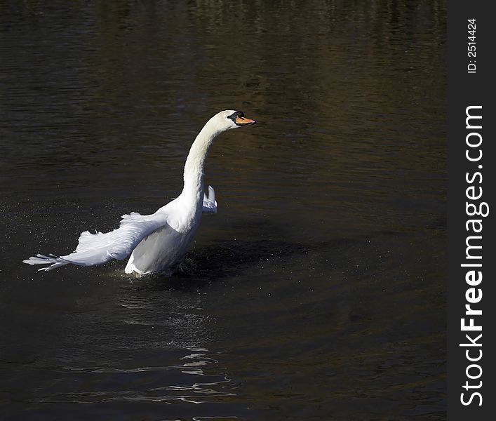 Spread your wings and you will find the freedom to achieve your goals.