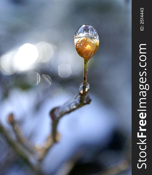 A bud on the rose bush encased in ice. A bud on the rose bush encased in ice