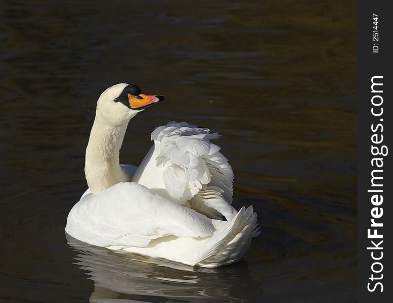 This graceful Mute Swan looks back to check on it's admirer's. This graceful Mute Swan looks back to check on it's admirer's.